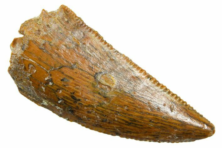 Serrated Raptor Tooth - Real Dinosaur Tooth #364863